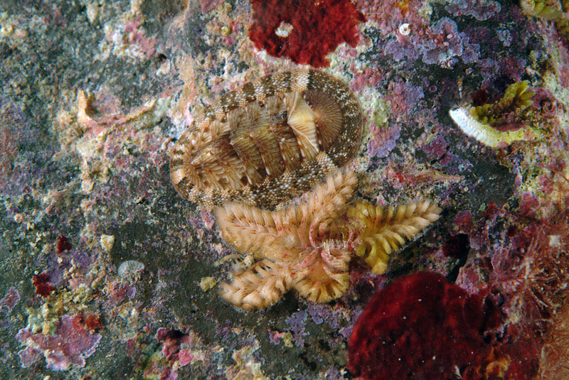 Tubulipora plumosa